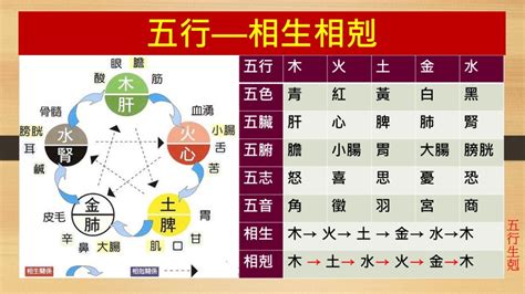 金剋木化解|五行相剋之謎：金為什麼剋木？ 